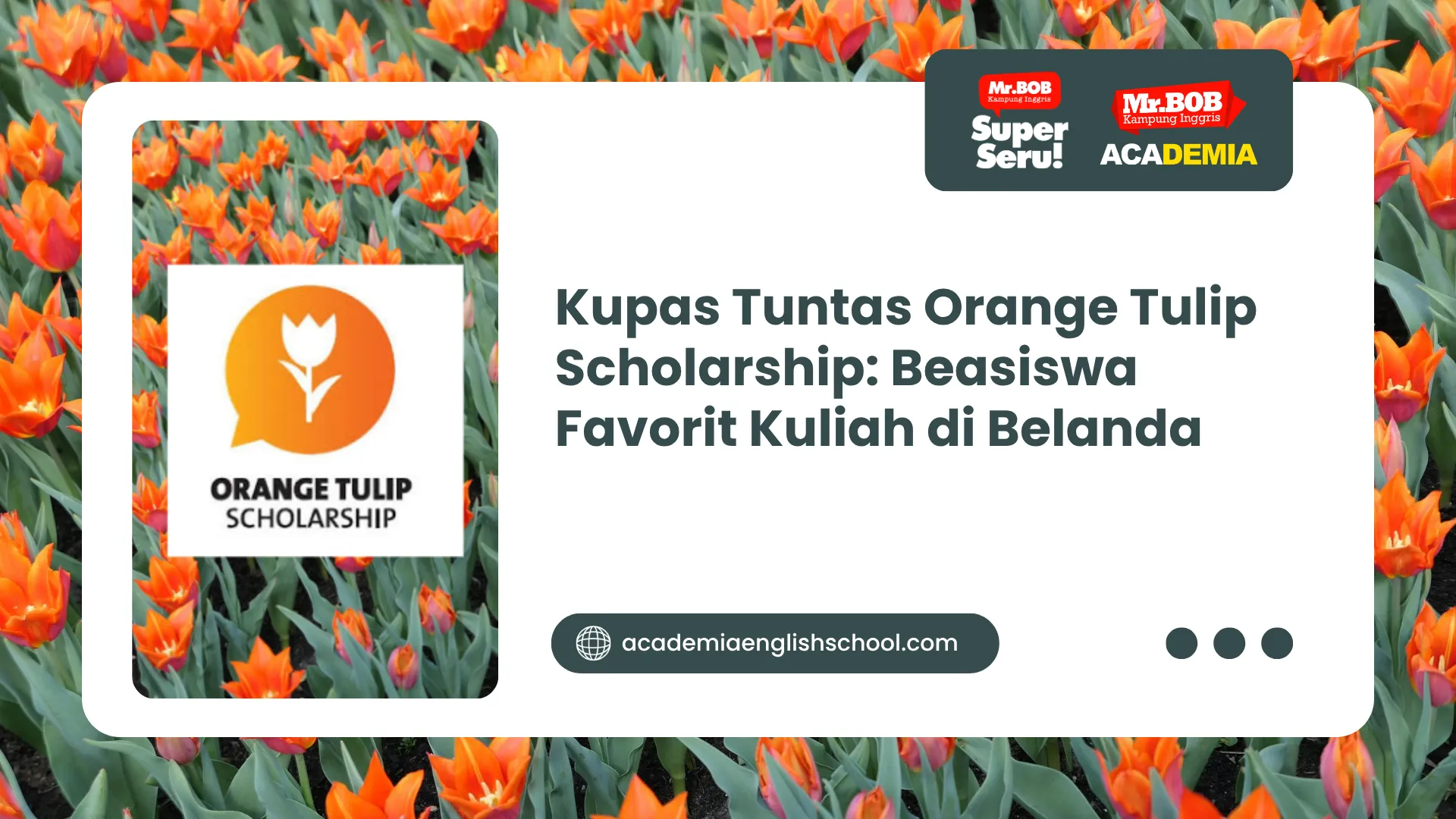 orange tulip scholarship